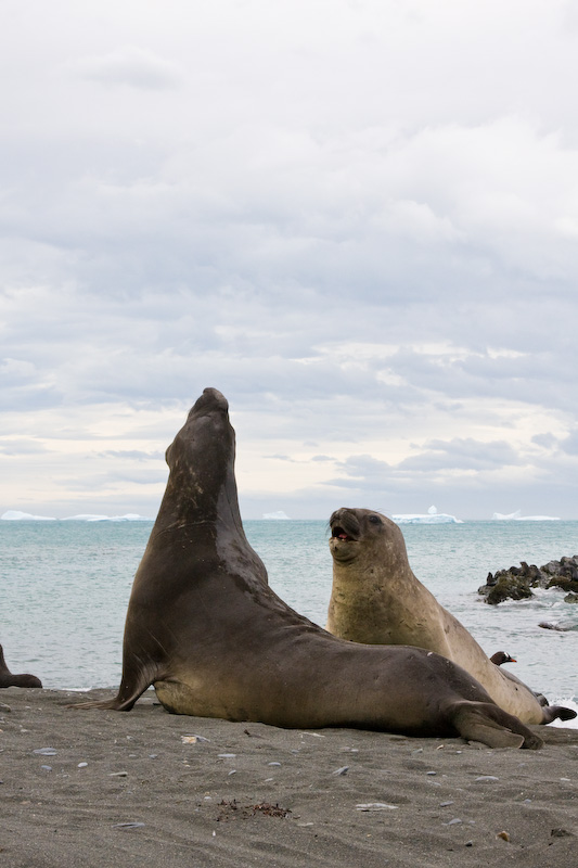 Southern Elephant Seals Sparring